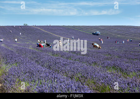 Les gens ramasser dans un champ de lavande, Hitchin UK Banque D'Images