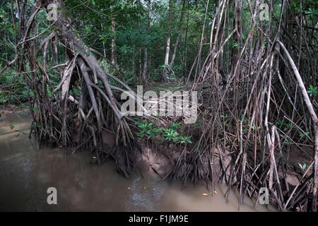 Forêt de mangroves le long du Rio Herradura près de Parc National Carara, Costa Rica, Amérique centrale. La nature, les arbres, les racines, les zones humides, marais Banque D'Images