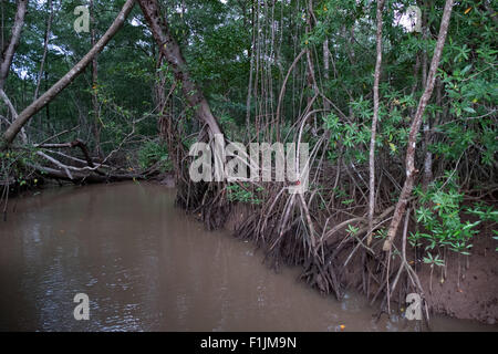 Forêt de mangroves le long du Rio Herradura près de Parc National Carara, Costa Rica, Amérique centrale. La nature, les arbres, les racines, les zones humides, marais Banque D'Images