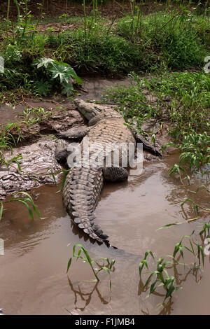 Crocodile (Crocodylus acutus), animal dormir sur les bords de la rivière Rio, Herradura, Costa Rica. La faune sauvage, de la faune, des reptiles Banque D'Images