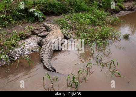 Crocodile (Crocodylus acutus), animal dormir sur les bords de la rivière Rio, Herradura, Costa Rica. La faune sauvage, de la faune, des reptiles Banque D'Images