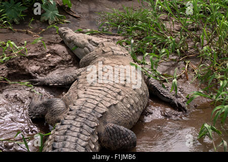 Crocodile (Crocodylus acutus), animal dormir sur les bords de la rivière Rio, Herradura, Costa Rica. La faune sauvage, de la faune, des reptiles Banque D'Images