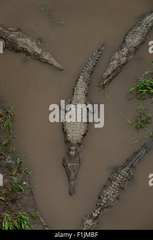 Les crocodiles américains, les animaux sauvages sur les bords de la rivière, de la faune, les reptiles. Rio Herradura, Costa Rica. Avis de 'pont' Crocodile Banque D'Images