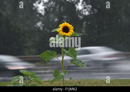 Bad Arolsen, en Allemagne. Du 1er septembre 2015. Un tournesol est perçu au cours de fortes pluies en une route à proximité du lac 'Twistesee' à Bad Arolsen, en Allemagne, 1 septembre 2015. Juste à temps pour le début de l'automne, le temps change et les températures ont chuté. Photo : Uwe Zucchi/dpa/Alamy Live News Banque D'Images