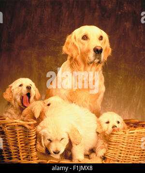 Avec les chiots Golden Retriever dans Panier Banque D'Images