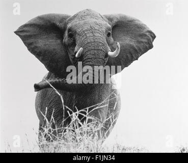 Portrait d'Elephant Banque D'Images