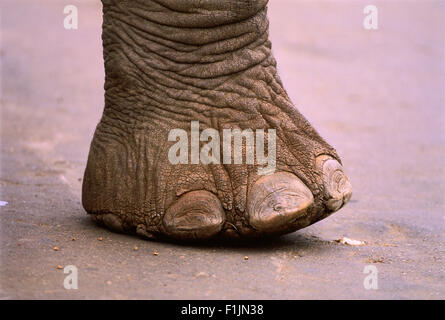 Plan du pied d'éléphant Banque D'Images