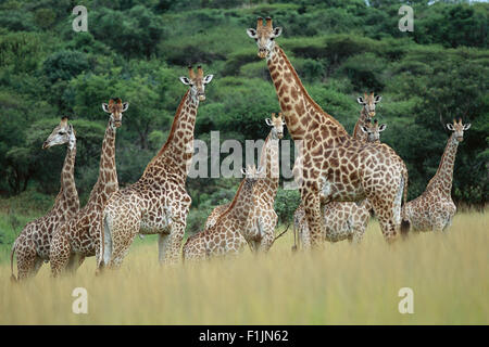 Girafe troupeau Standing in Field, Namibie, Afrique Banque D'Images