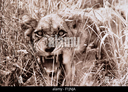 Portrait de lionne Snarling Banque D'Images