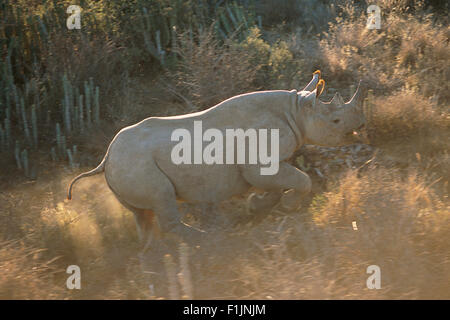 Le rhinocéros noir Running Through Field Addo Elephant National Park, Eastern Cape, Afrique du Sud Banque D'Images