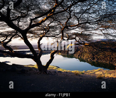 Arbre généalogique Acaia par le lac Turkana au Kenya Banque D'Images