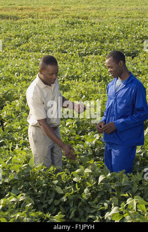 Agriculteur avec worker dans le champ de légumes, elevated view Banque D'Images