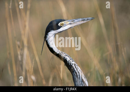 Portrait de Cormorants Addo Elephant National Park, Eastern Cape, Afrique du Sud Banque D'Images