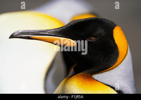 King Penguin, South Georgia Island, Antarctica Banque D'Images