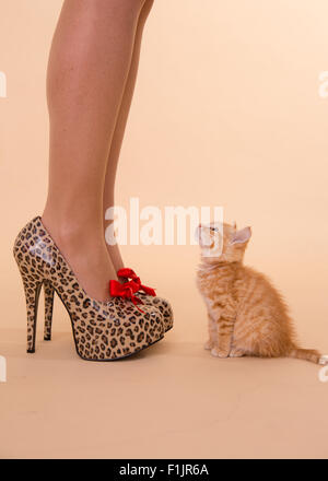 Talons petit Ginger tom chaton posés avec Leopard chaussures à talon haut spot qui sont aussi gros que le petit chat. Banque D'Images