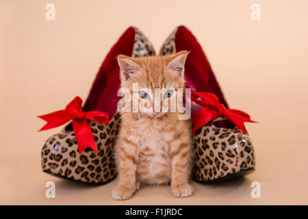 Talons petit Ginger tom chaton posés avec Leopard chaussures à talon haut spot qui sont aussi gros que le petit chat. Banque D'Images