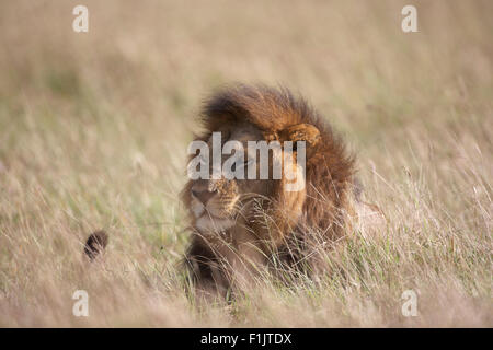 Lion couché dans l'herbe haute, Singita Grumeti, Tanzanie Banque D'Images