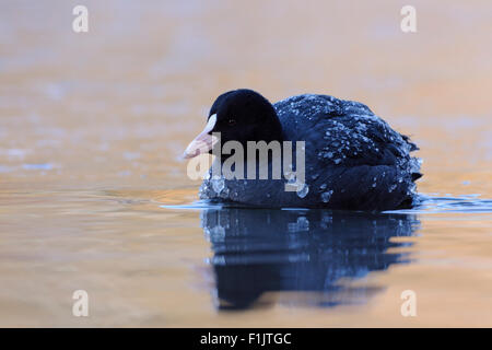 Foulque macroule Fulica atra / noir / Blaesshuhn Blaessralle / couvert de glace froide nage sur l'eau bleu-orange. Banque D'Images