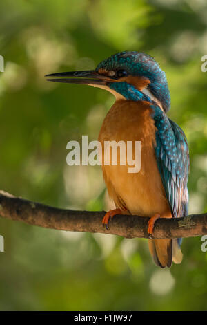 Mâle adulte commun coloré / Kingfisher Kingfisher (Alcedo atthis / Optimize) assis sur une branche en milieu naturel. Banque D'Images