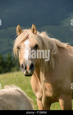 Jument Haflinger portrait dans la montagne Banque D'Images