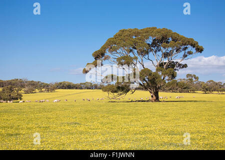 Moutons sur prairie avec tree Banque D'Images