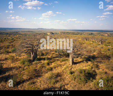 Ruines et Thulamela Baobab Parc National Kruger Province du Nord, Afrique du Sud Banque D'Images