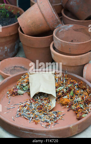 Tagetes. La collecte de graines de souci Banque D'Images