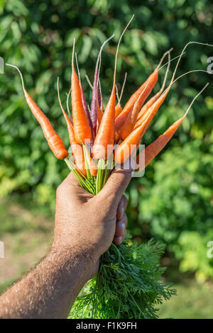 Les carottes dans la main de l'homme. Banque D'Images