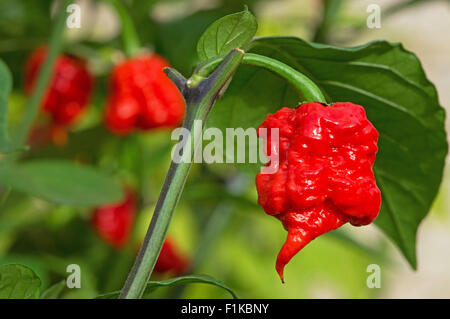 Caroline un Reaper (piment Capsicum chinense), en ce moment les plus chaudes du monde chili (2015). Banque D'Images