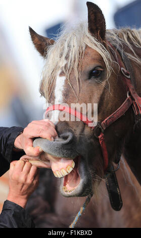 Les dents d'un cheval sont vérifiés au marché de chevaux à Havelberg, Allemagne, 3 septembre 2015. Autour de 500 chevaux sont à vendre cette année, sur le plus grand marché pour les chevaux d'occasion en Allemagne. 200 000 visiteurs sont attendus au marché, soit jusqu'au 6 septembre. PHOTO : JENS WOLF/DPA Banque D'Images