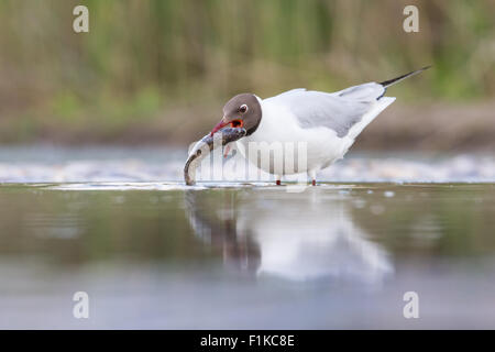 Mouette rieuse (Chroicocephalus ridibundus) capture d'un poisson dans l'eau peu profonde au bord d'un lac Banque D'Images