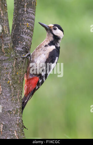 Femelle adulte (Dendrocopos syriacus pic syrien) escalade un arbre Banque D'Images