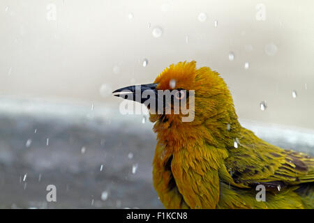 Homme Cape Weaver (Ploceus capensis) dans le Parc National de la côte ouest à Langebaan, province de l'Ouest, Afrique du Sud. Banque D'Images