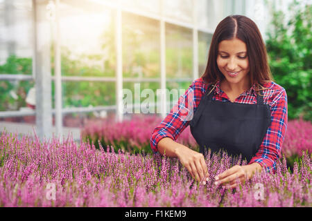 Jeunes Femme entrepreneur travaillant dans une serre tending plants dans sa pépinière comme elle les cultive à vendre Banque D'Images