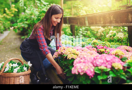 La sélection d'un hortensia rose femme parmi le stock dans la serre dans une pépinière se pencher avec un sourire entre les pla Banque D'Images