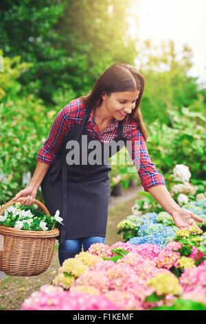 Les jeunes travailleurs pépinière plantes hortensia rose contrôle tout en collectant des fleurs fraîches pour la vente se pencher pour examiner une floraison Banque D'Images