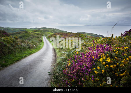 Route sur Cape Clear Island au large de Cork, la côte sud ouest de l'Irlande, bordée de jaune et violet Heather fleurs d'ajoncs Banque D'Images