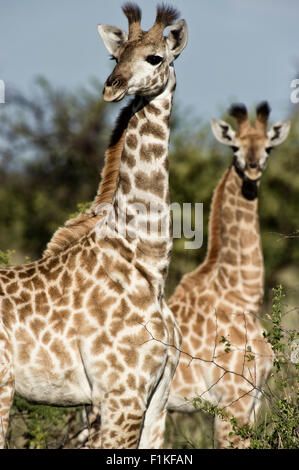 Close up of girafe,Madikwe Game Reserve,Province du Nord Ouest, Afrique du Sud Banque D'Images