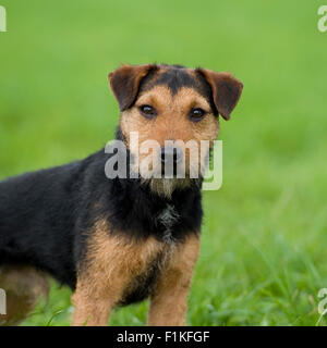 Lakeland terrier de travail Banque D'Images