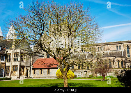 Vue d'un arbre dans les jardins de l'archevêché à Southwell, Nottinghamshire, Angleterre, Royaume-Uni. Banque D'Images