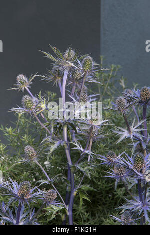 Eryngium bourgatii Picos Guérison Bleu Jardin Urbain, Designer Rae Wilkinson, promoteur paysages vivants Banque D'Images