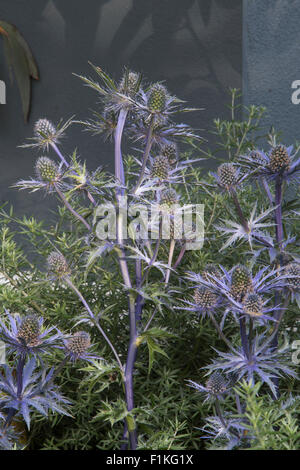 Eryngium bourgatii Picos Guérison Bleu Jardin Urbain, Designer Rae Wilkinson, promoteur paysages vivants Banque D'Images