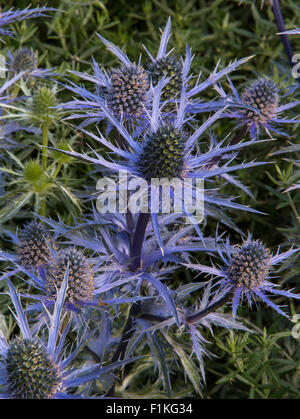 Eryngium bourgatii Picos Guérison Bleu Jardin Urbain, Designer Rae Wilkinson, promoteur paysages vivants Banque D'Images