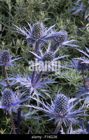 Eryngium bourgatii Picos Guérison Bleu Jardin Urbain, Designer Rae Wilkinson, promoteur paysages vivants Banque D'Images