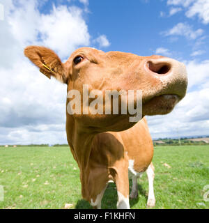 vache de Guernesey Banque D'Images