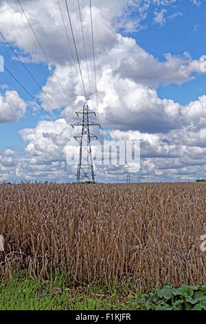 Pylônes électriques sur une récolte de maïs mûr. Banque D'Images