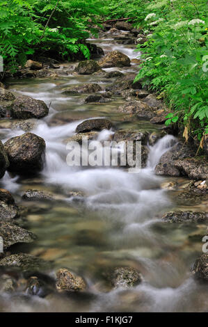Scène paisible avec de l'eau murmure Mountain Brook en forêt paisible Banque D'Images