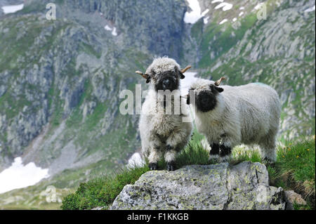 Le Valais / Blacknosed Swiss (Ovis aries), Valais, Alpes Suisses, Suisse Banque D'Images