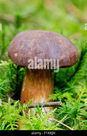 Champignons forestiers comestibles sauvages Bay Bolet Banque D'Images