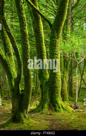 Les arbres moussus dans le Parc National de Killarney, comté de Kerry, Irlande Banque D'Images